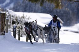 Lenk 2013
